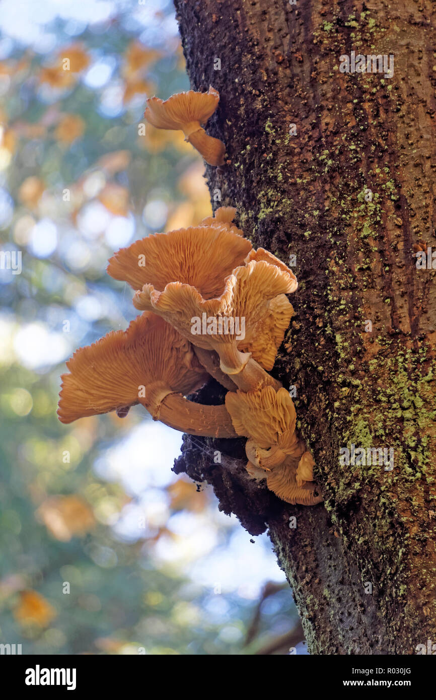 Underside of orange gilled mushrooms growing on the trunk of a coniferous tree in Pacific Spirit Regional Park, Vancouver, BC, Canada Stock Photo