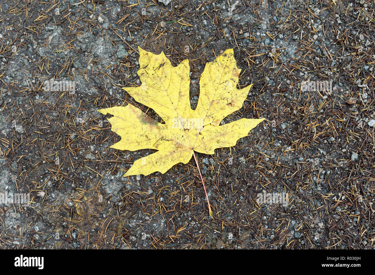 Close-up of a yellow bigleaf maple tree leaf lying on a trail  in Pacific Spirit Regional Park, Vancouver, BC, Canada Stock Photo