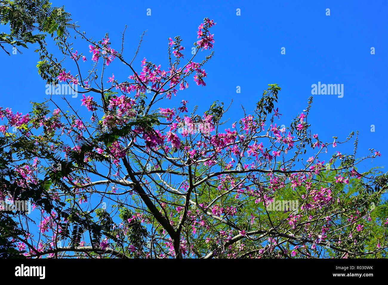 Tampa, Florida. October 25, 2018 Top view of beatiful tree with magenta flowers at Bush Gardens