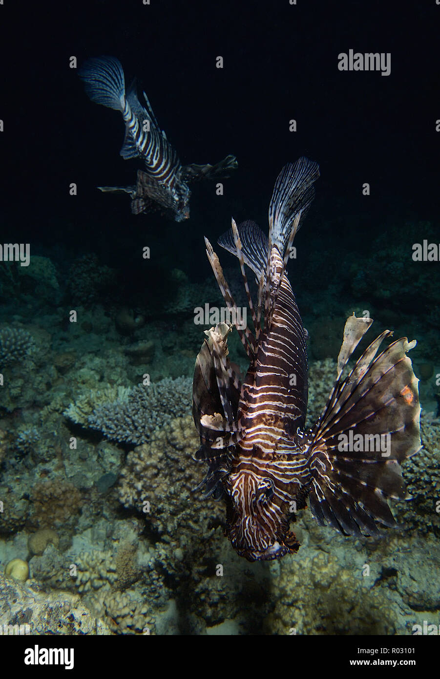 Lionfish Hunting by Torch Light, The Barge, Red Sea, Egypt Stock Photo