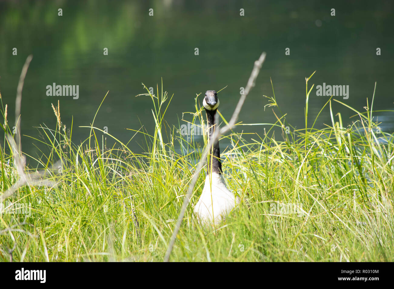 Canada goose guarding it's young Stock Photo