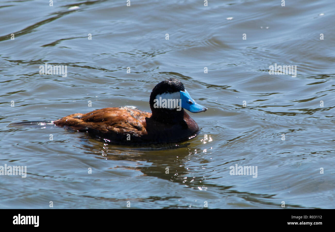 Ruddy duck exploring the pond Stock Photo