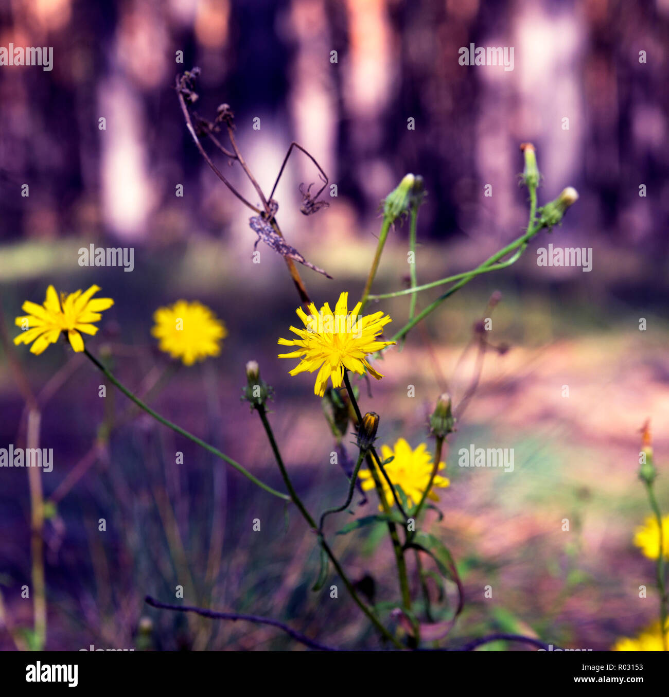 yellow flowers Crepis tectorum on a meadow in the autumn afternoon Stock Photo