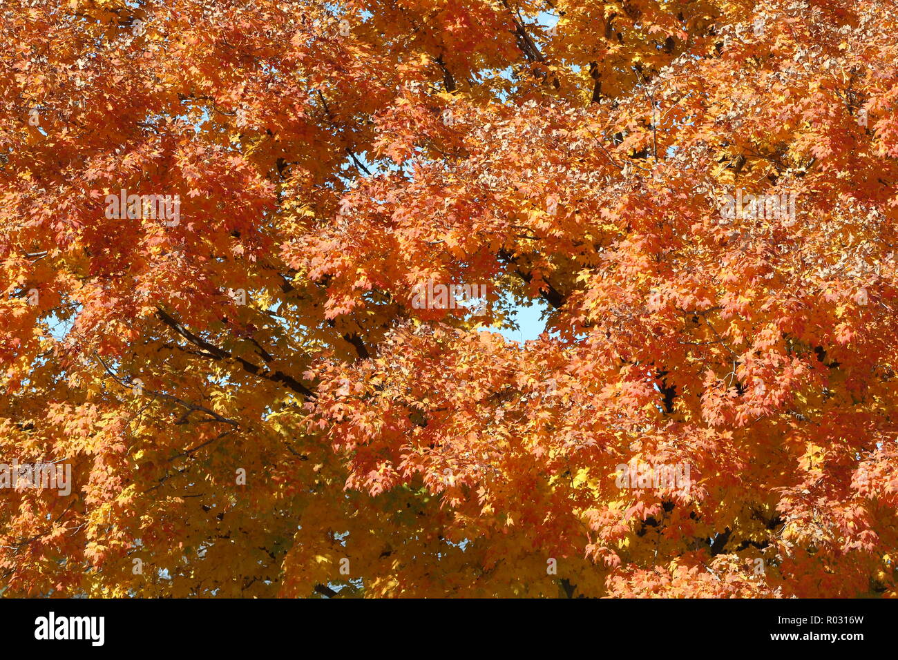 Fall leaves - Fall colors with no background, orange fall leaves Stock Photo