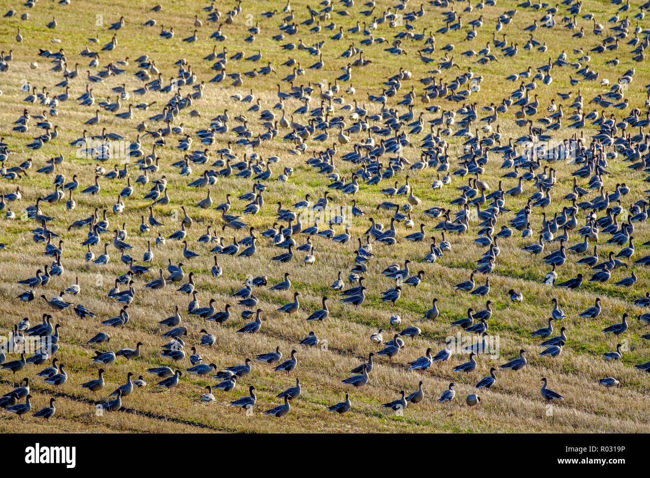 Thousands of migratory pink-footed geese arrive to over winter in South Lanarkshire, Scotland Stock Photo