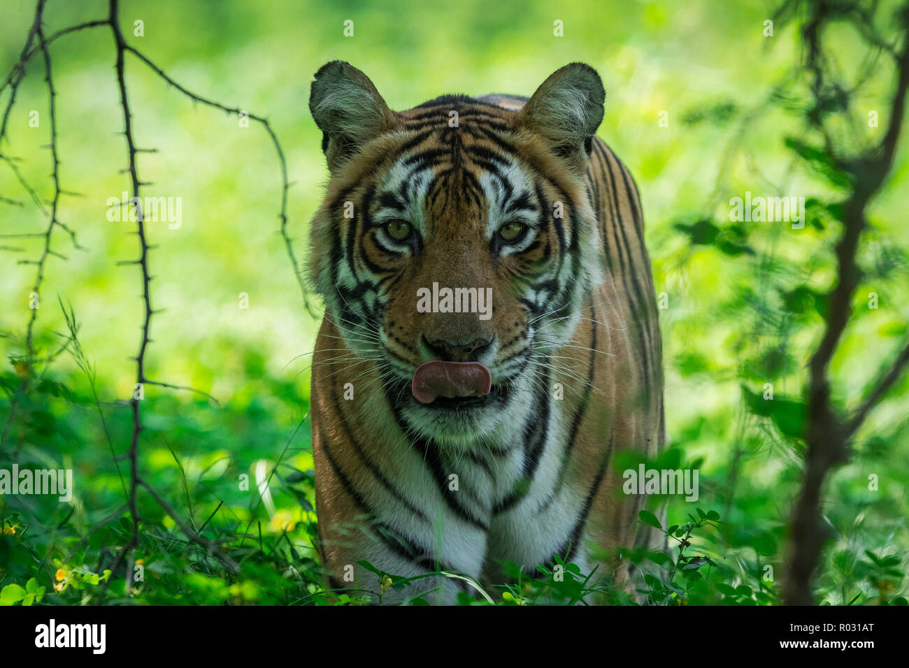 Tiger closing eyes hires stock photography and images Alamy
