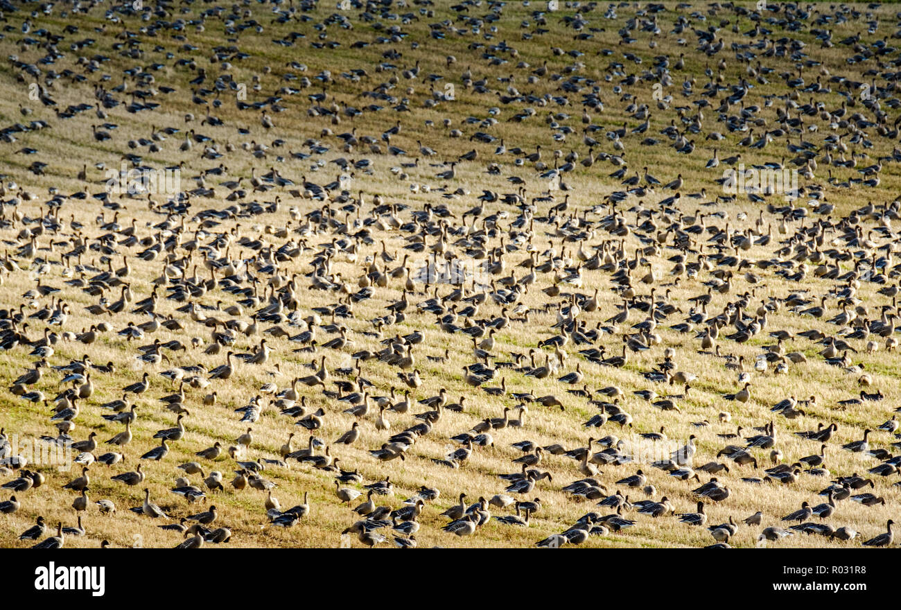 Thousands of migratory pink-footed geese arrive to over winter in South Lanarkshire, Scotland Stock Photo