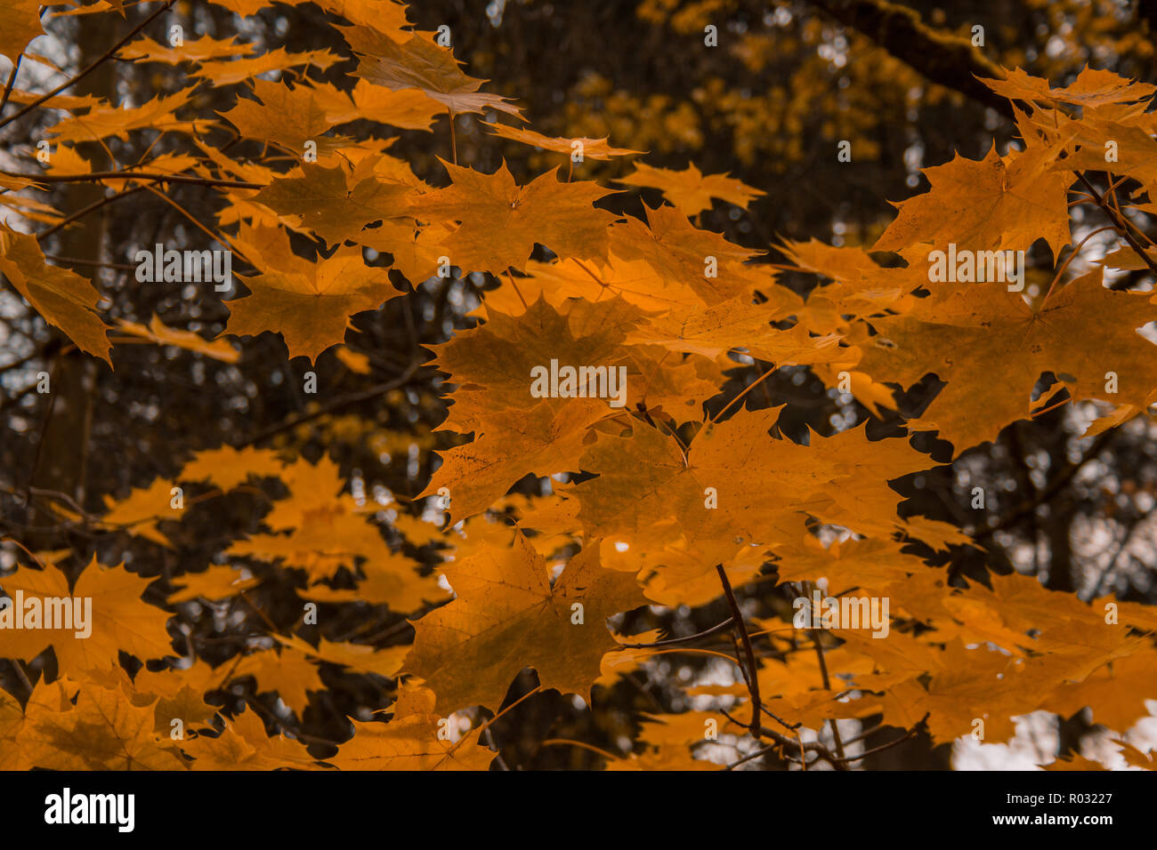 Golden autumn leaves on the tree in forest Stock Photo - Alamy