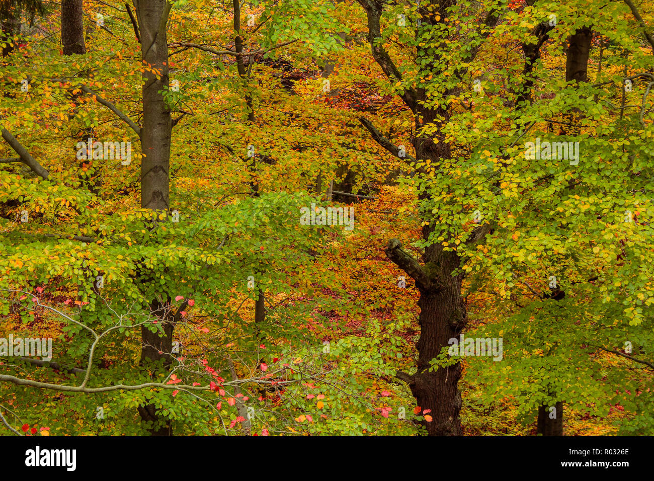 beautiful colorful autumn leaves in forest Stock Photo - Alamy
