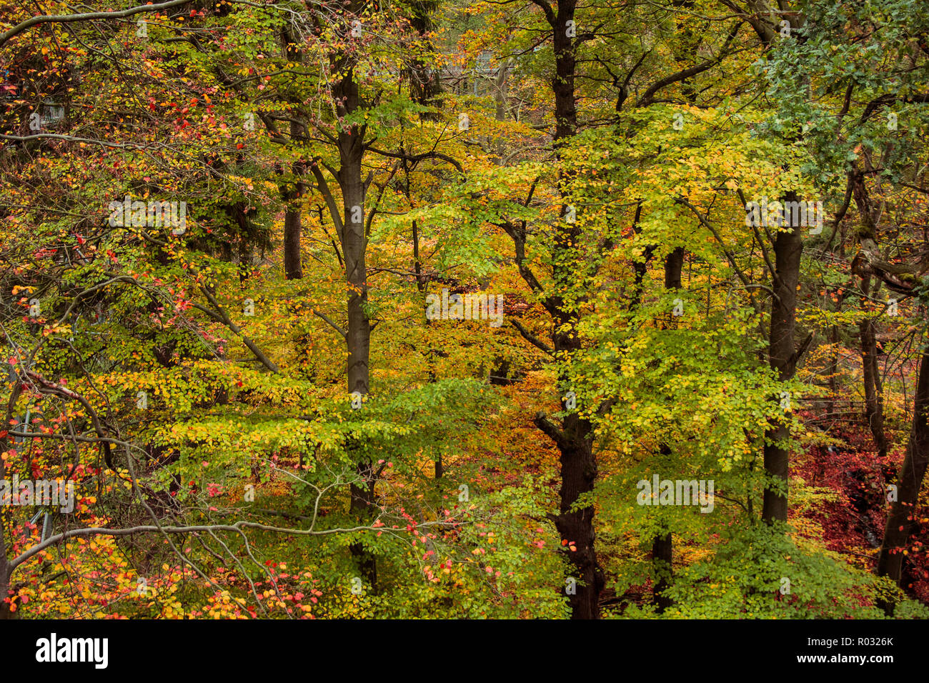 beautiful colorful autumn leaves in forest Stock Photo - Alamy
