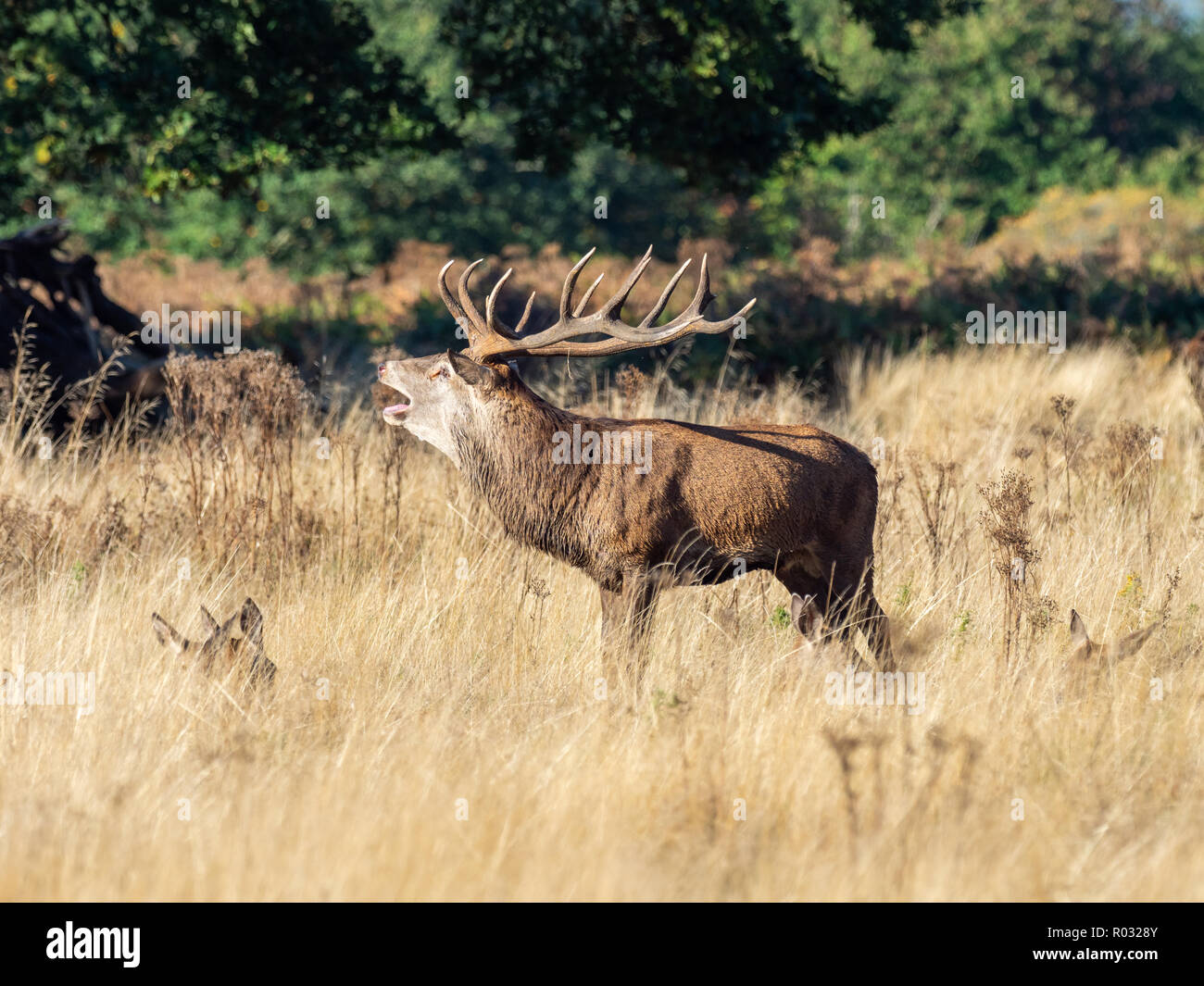 Red Deer Stag Bellowing during the Rut Stock Photo - Alamy