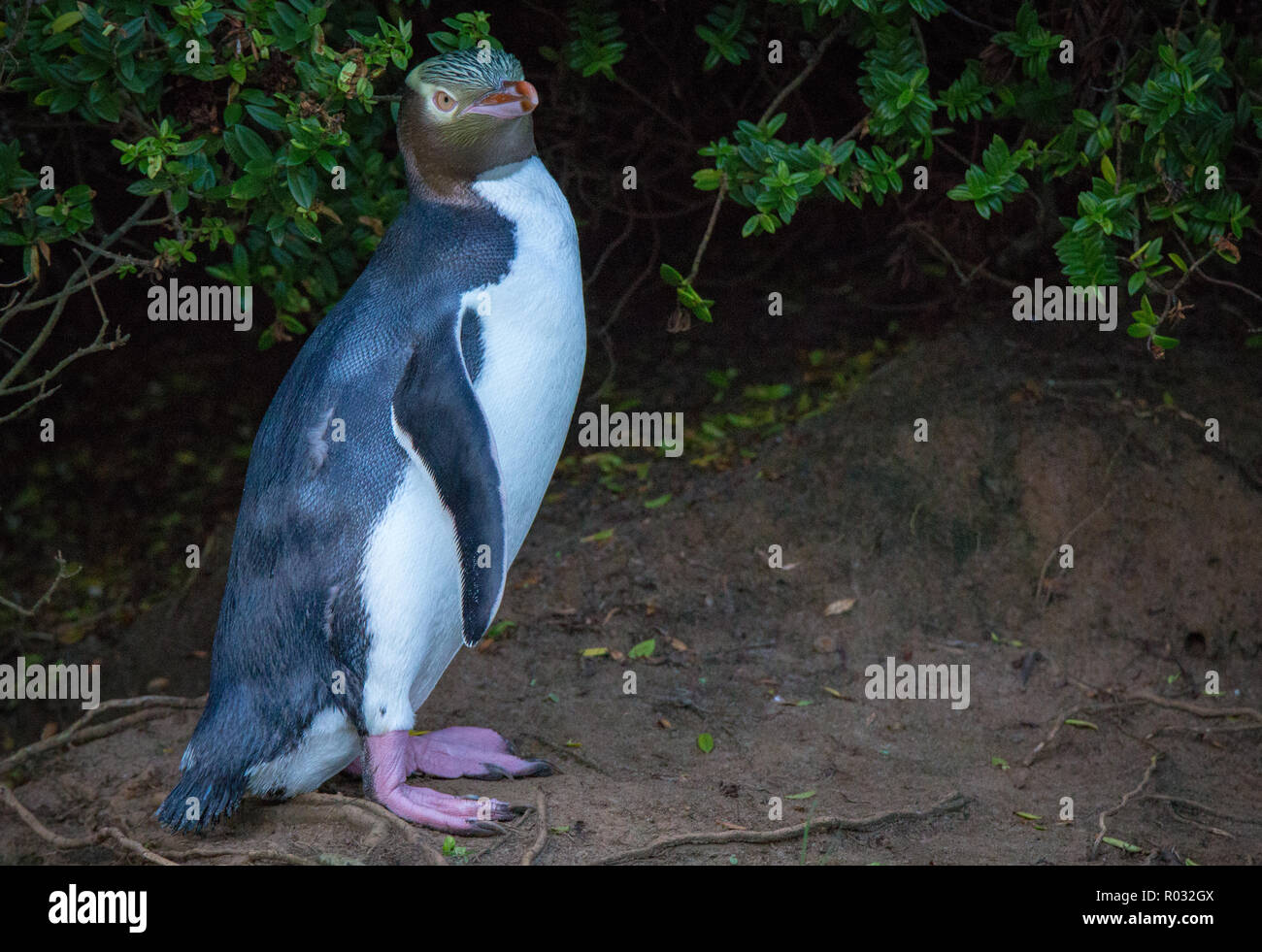 A yellow eyed penguin returns in the evening to its nest in the bush above the shore in Dunedin, New Zealand Stock Photo
