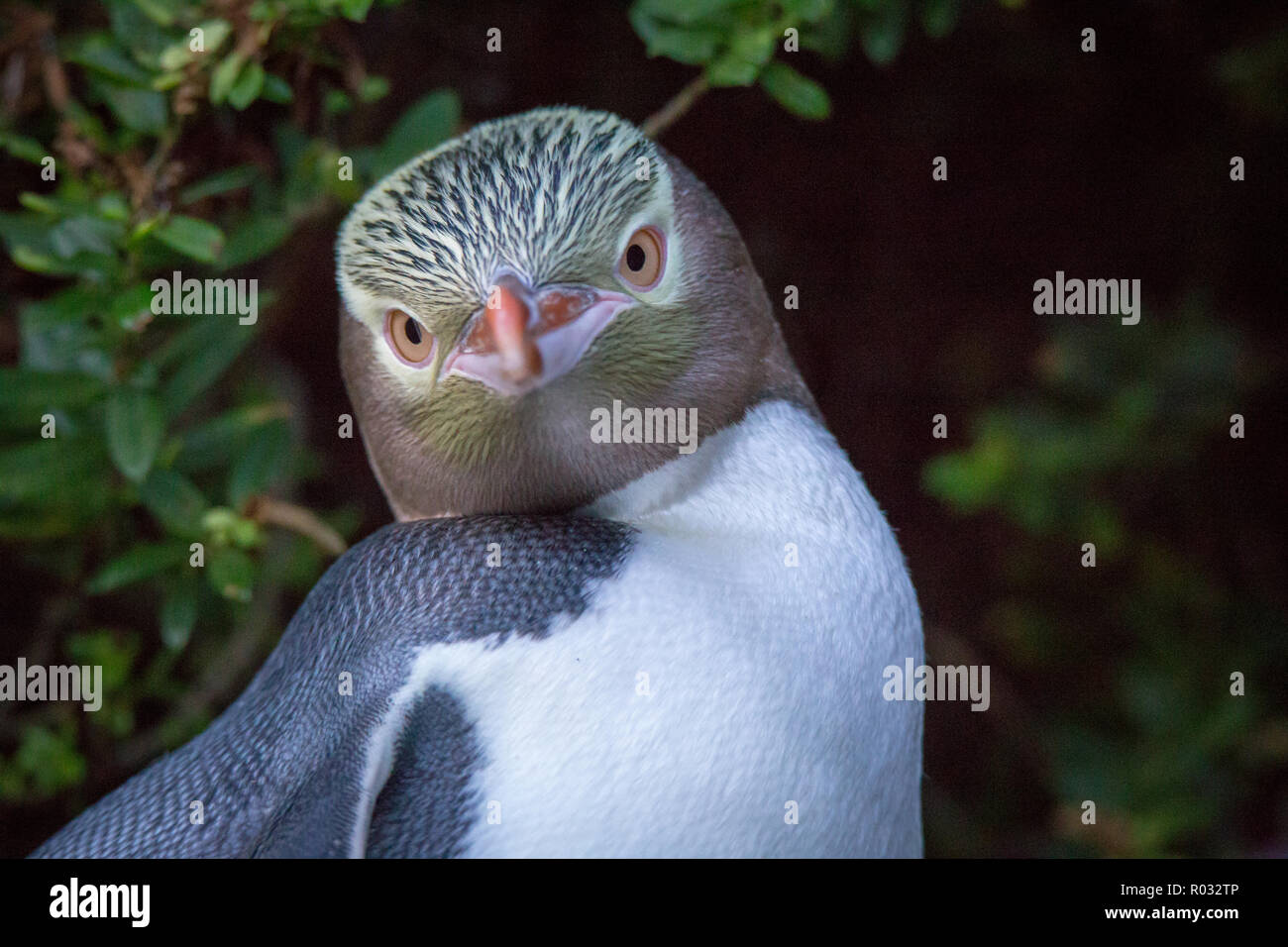 A  close up of a yellow eyed penguin on a beach in Dunedin, New Zealand Stock Photo