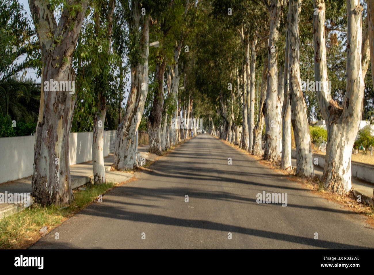 Eucalyptus Alley on the road into Kolymbia,Rhodes, Greece Stock Photo