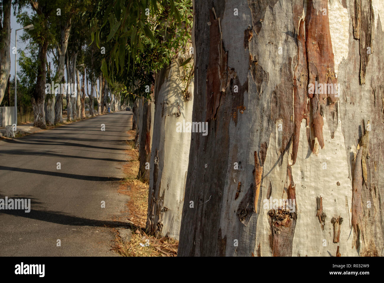 Close up of the bark of the eucalyptus tree on Eucalyptus Alley, Kolymbia,Rhodes,Greece. Stock Photo