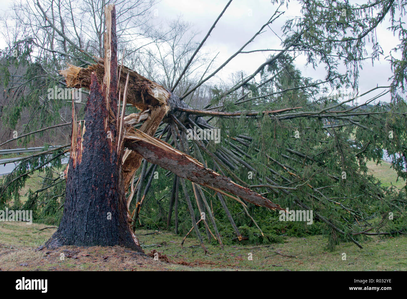 Tree Snapped In Half High Resolution Stock Photography and Images - Alamy
