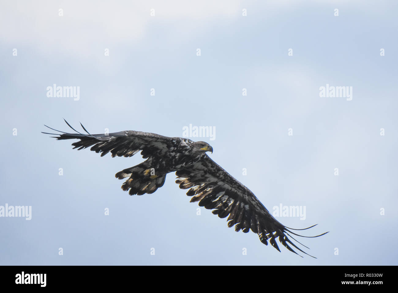 Bald eagle portrait Stock Photo