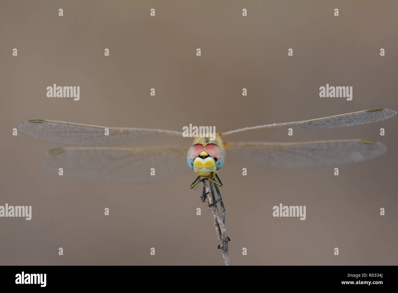 Dragonfly frontal view Stock Photo