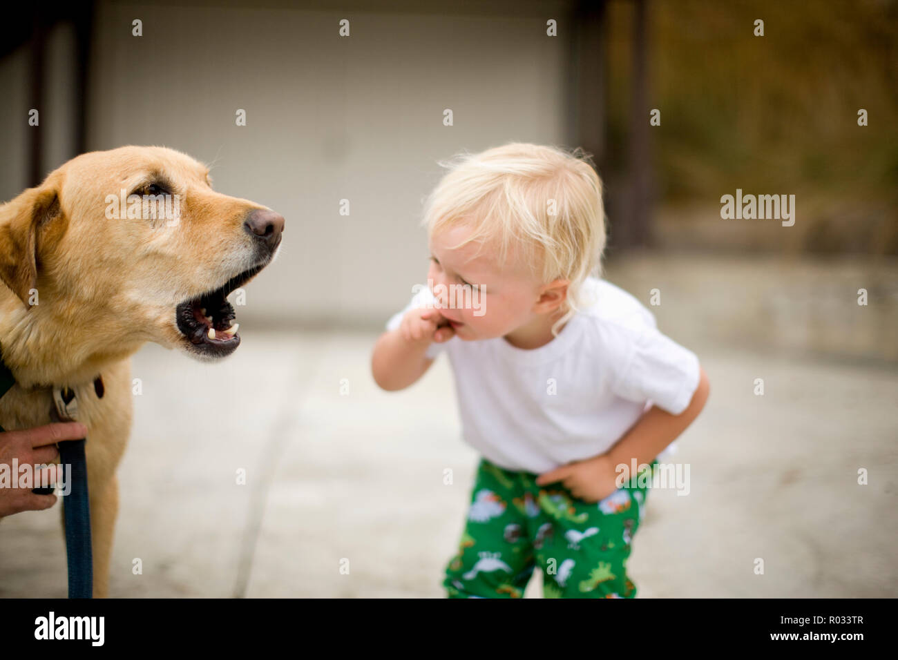 Dog barking at toddler hi res stock photography and images Alamy