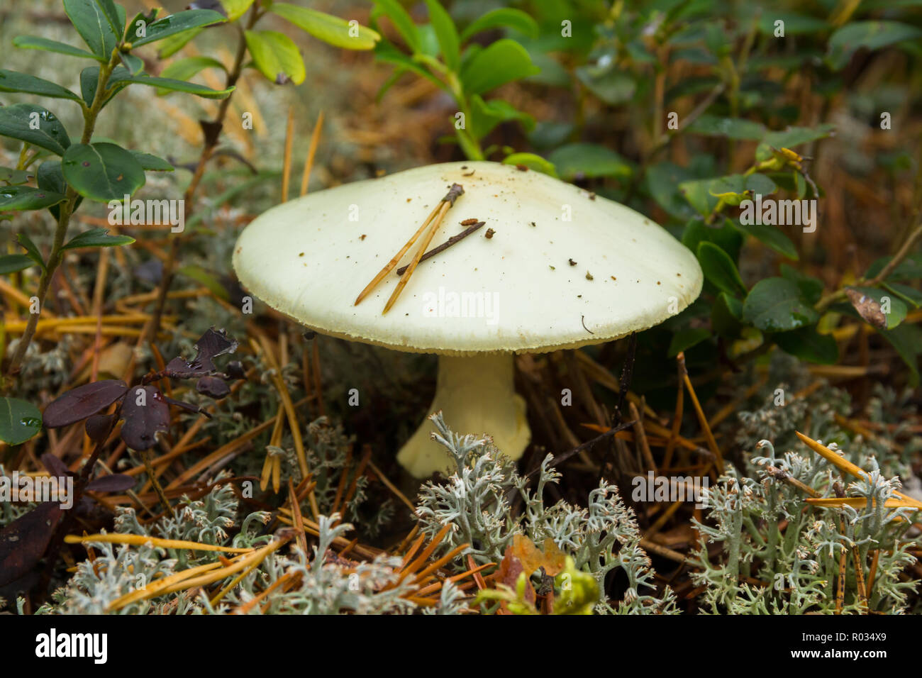 Poisonous death cap mushroom in the forest Stock Photo