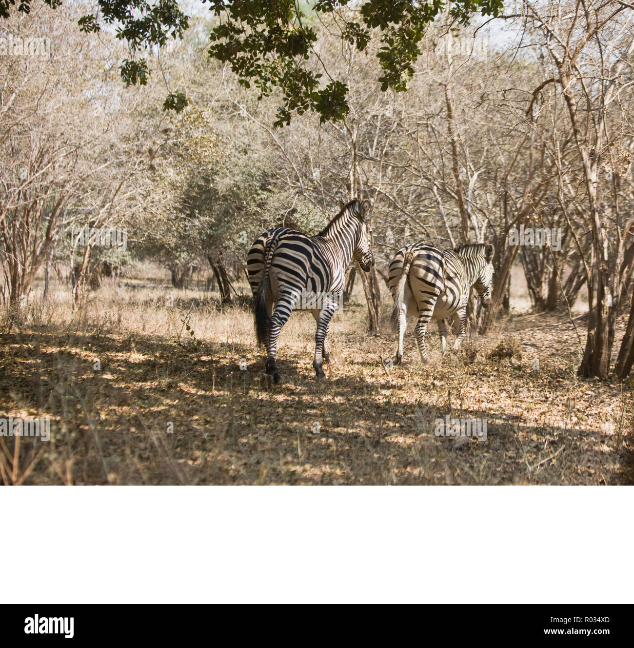 Zebras in the bush in the Highveld. Stock Photo