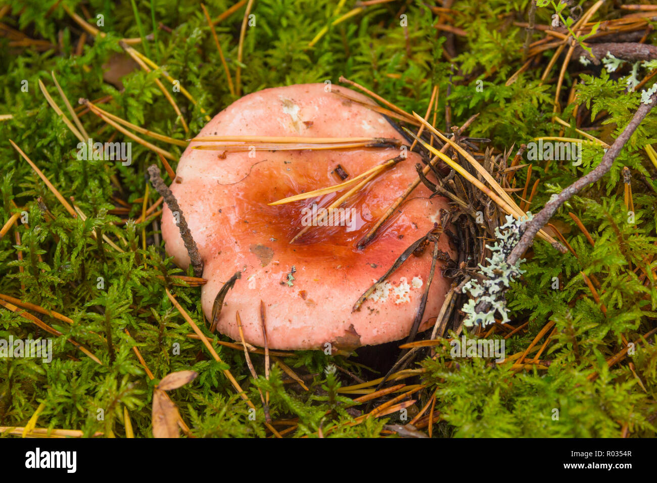 Russula mushroom grow up in the forest Stock Photo