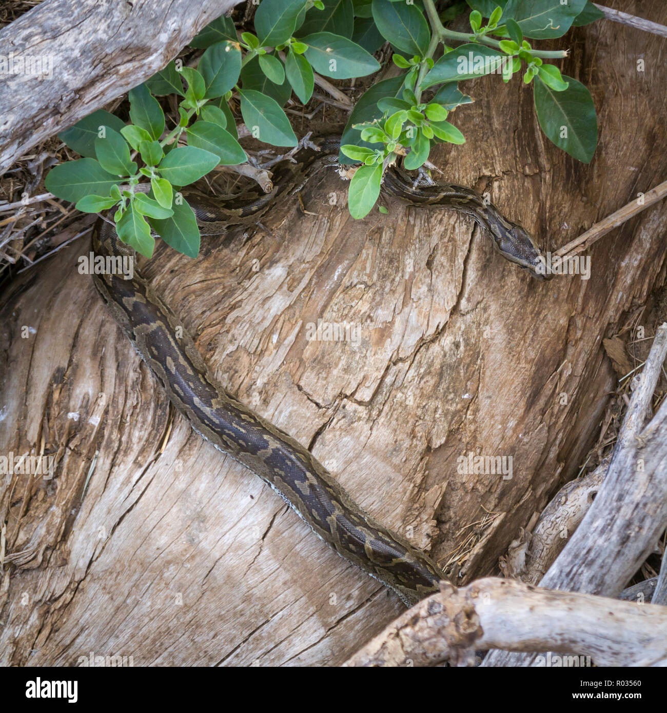 African rock python in Kruger National park, South Africa ; Specie Python sebae family of Pythonidae Stock Photo