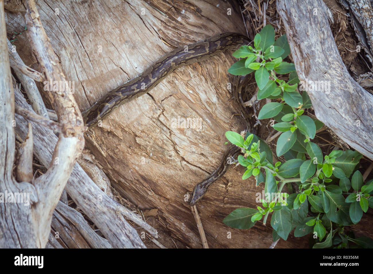 African rock python in Kruger National park, South Africa ; Specie Python sebae family of Pythonidae Stock Photo