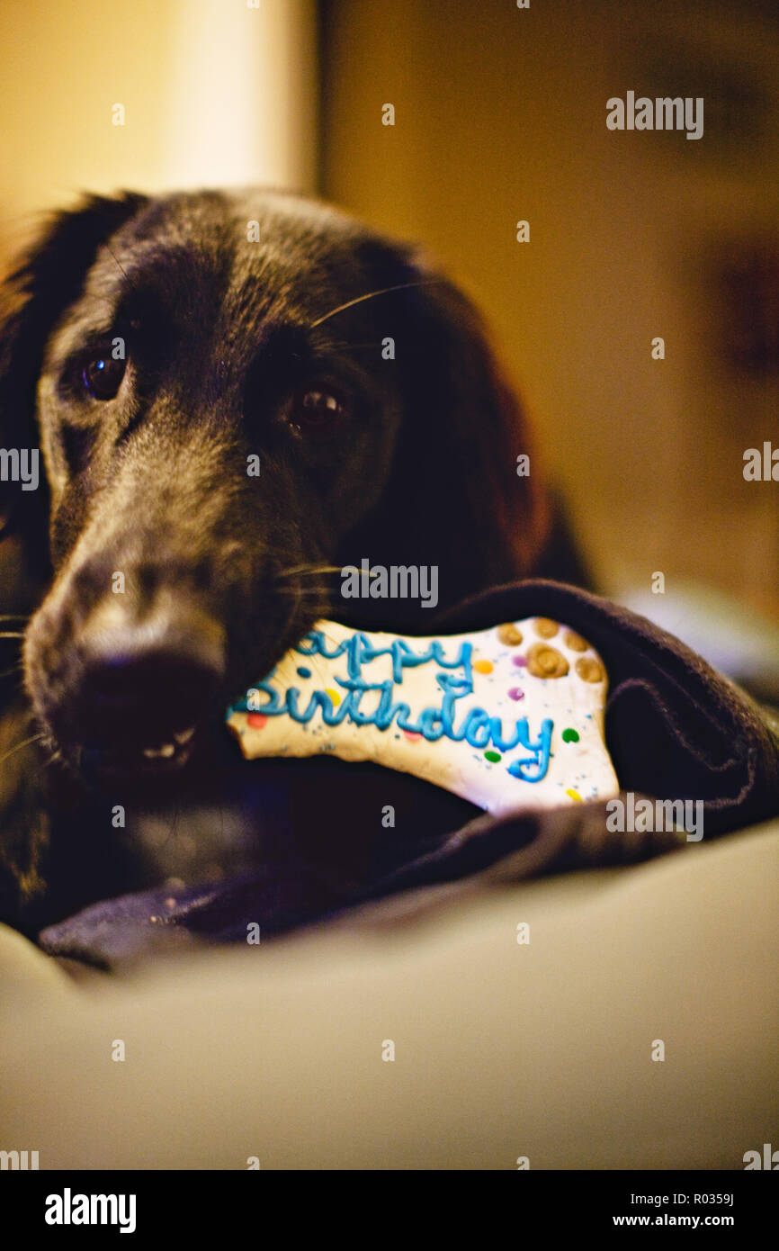 Portrait of a dog eating a birthday dog biscuit. Stock Photo