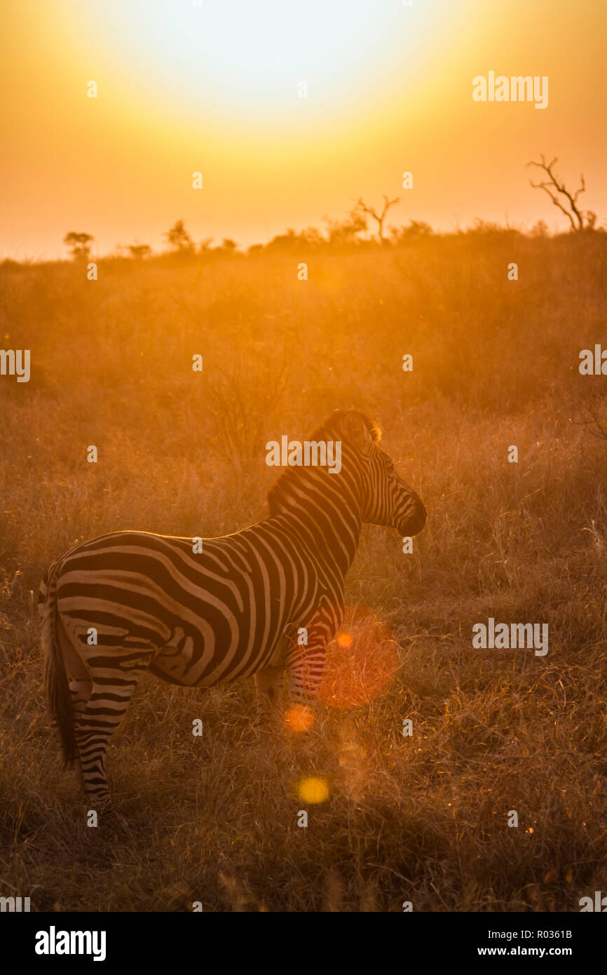 Africa sunset plains zebra hi-res stock photography and images - Alamy