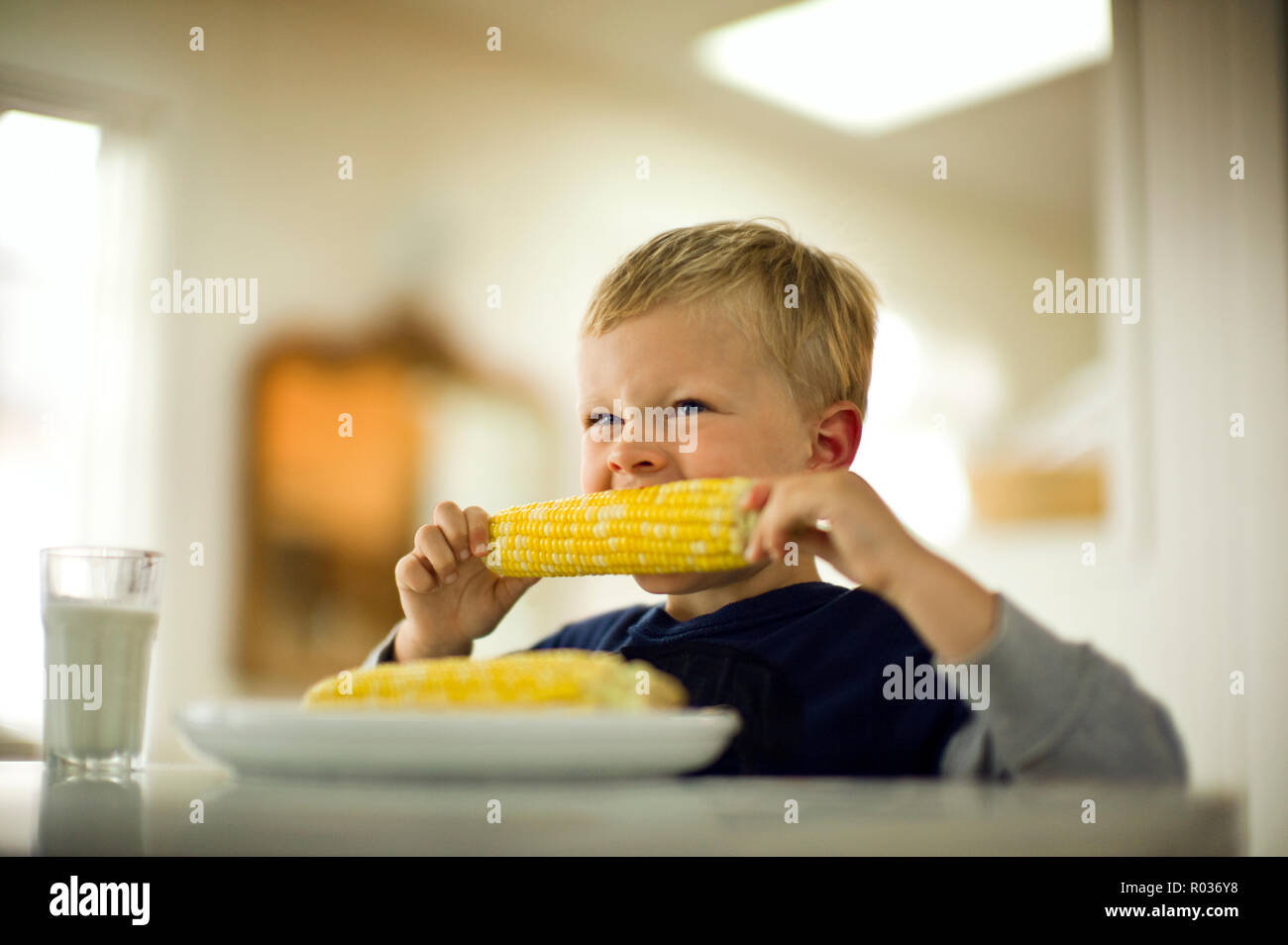 Young boy takes a bite from a cob of sweetcorn as he sits at a dining table. Stock Photo