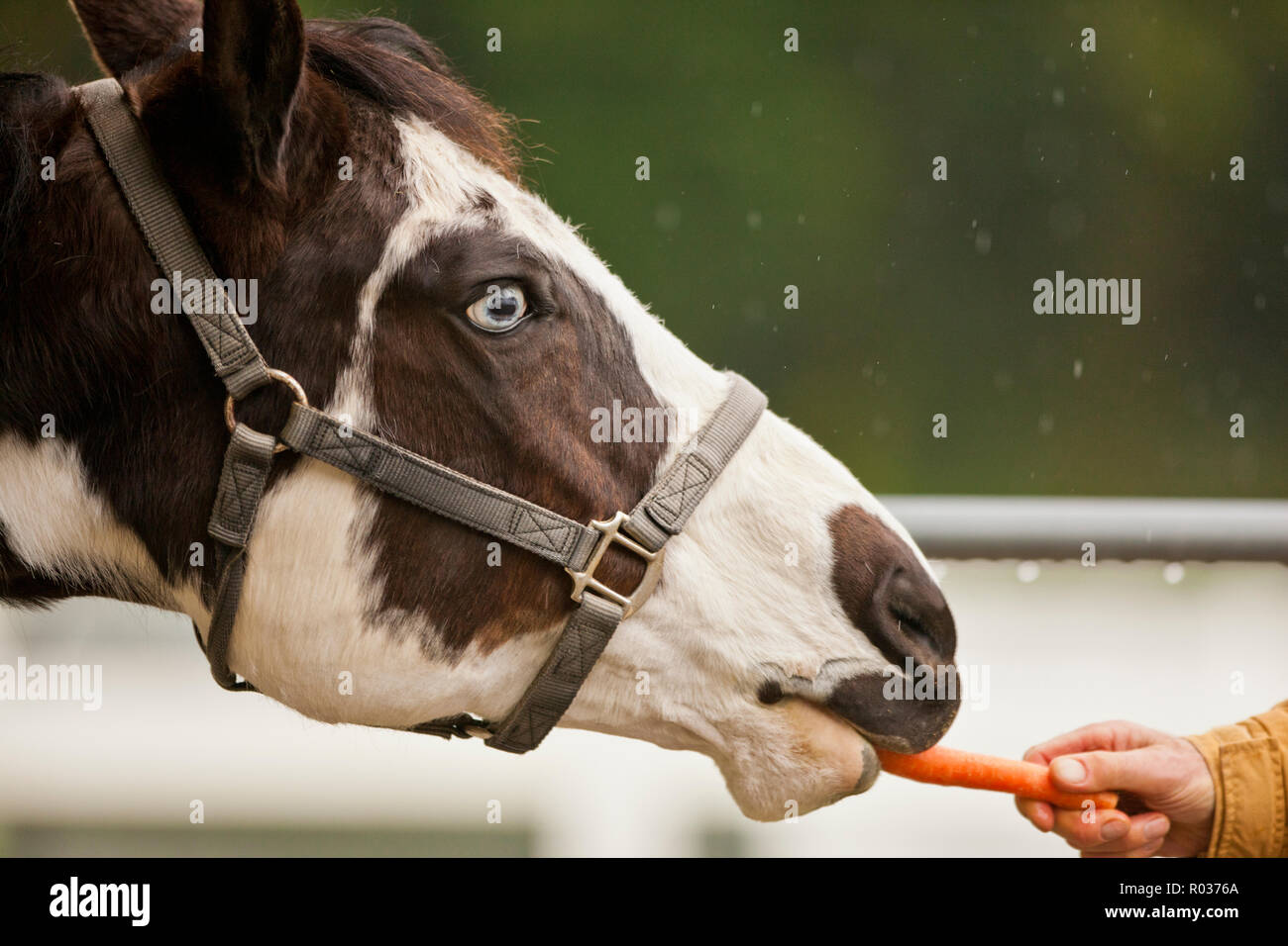 Horse eating a carrot Stock Photo Alamy