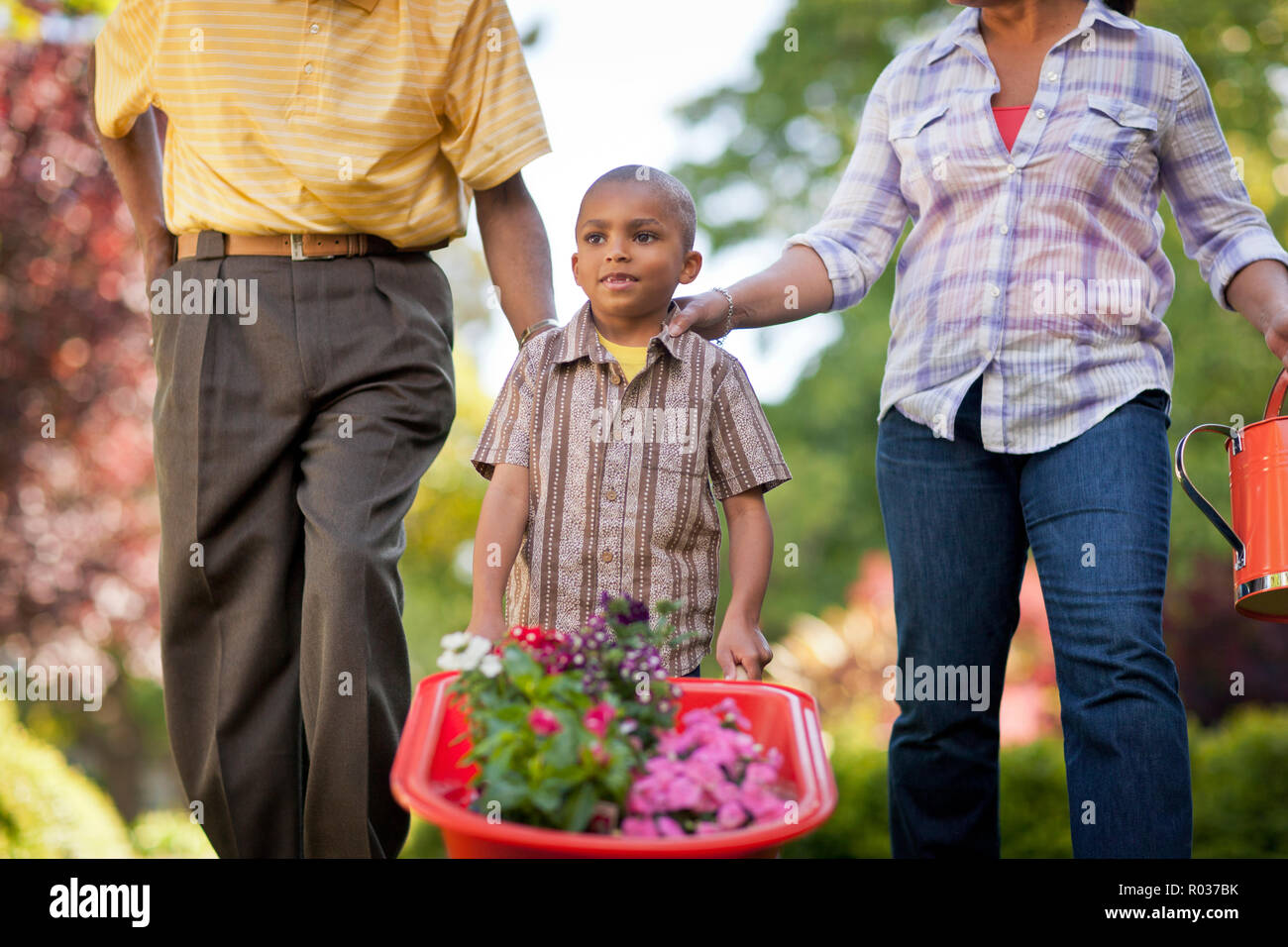 Young boy pushing a wheelbarrow full of flowering plants while in the back yard with his father and mother. Stock Photo