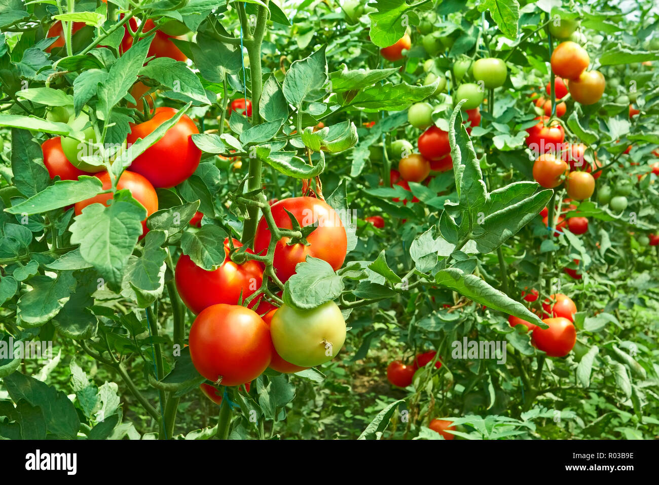 Hydroponic farm growing tomatoes hires stock photography and images