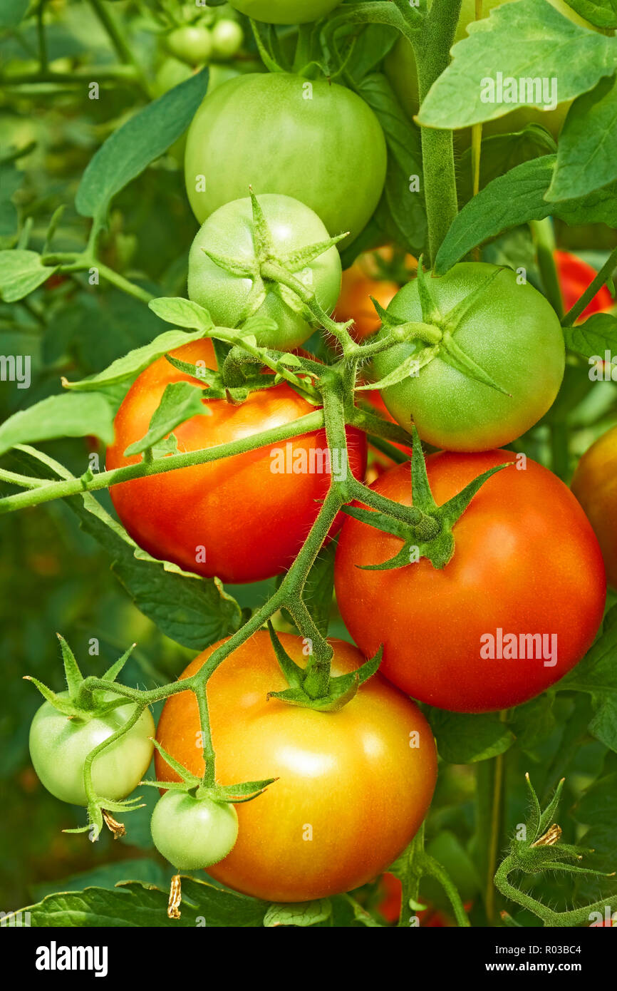Bunch with ripe red and unripe green tomatoes that growing in the ...