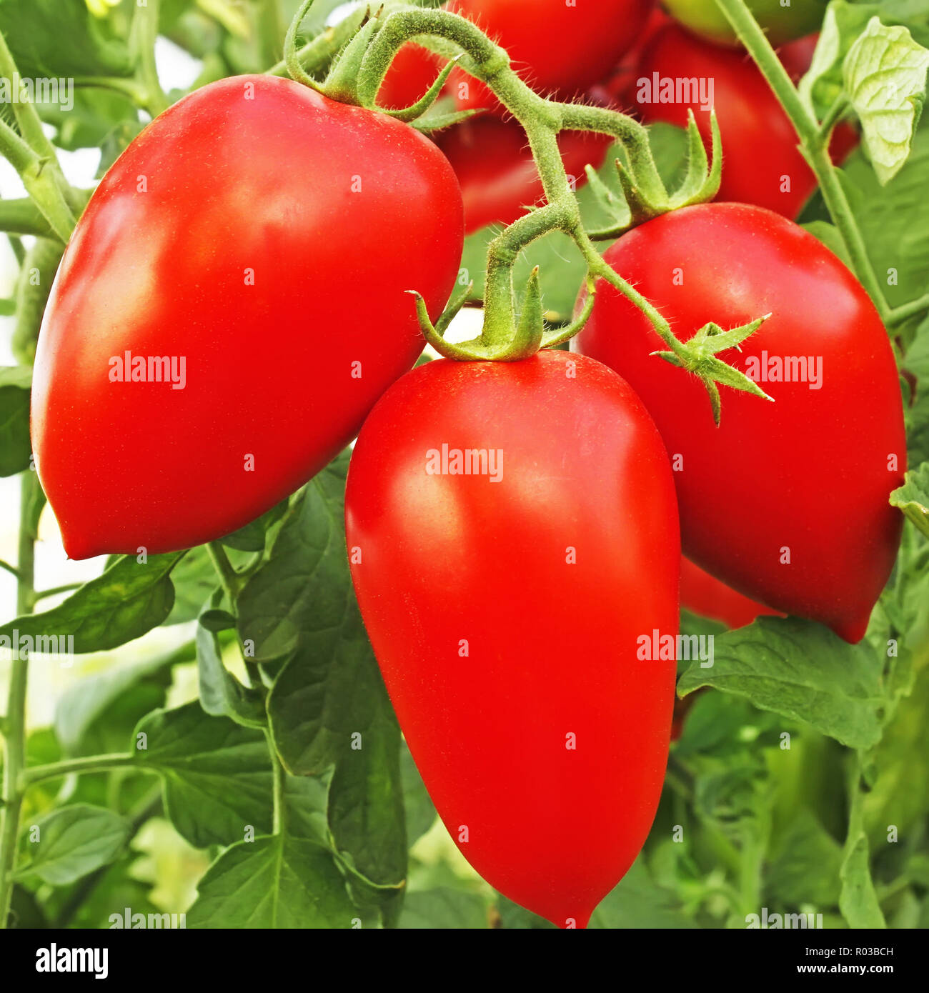 Elongated tomatoes hires stock photography and images Alamy