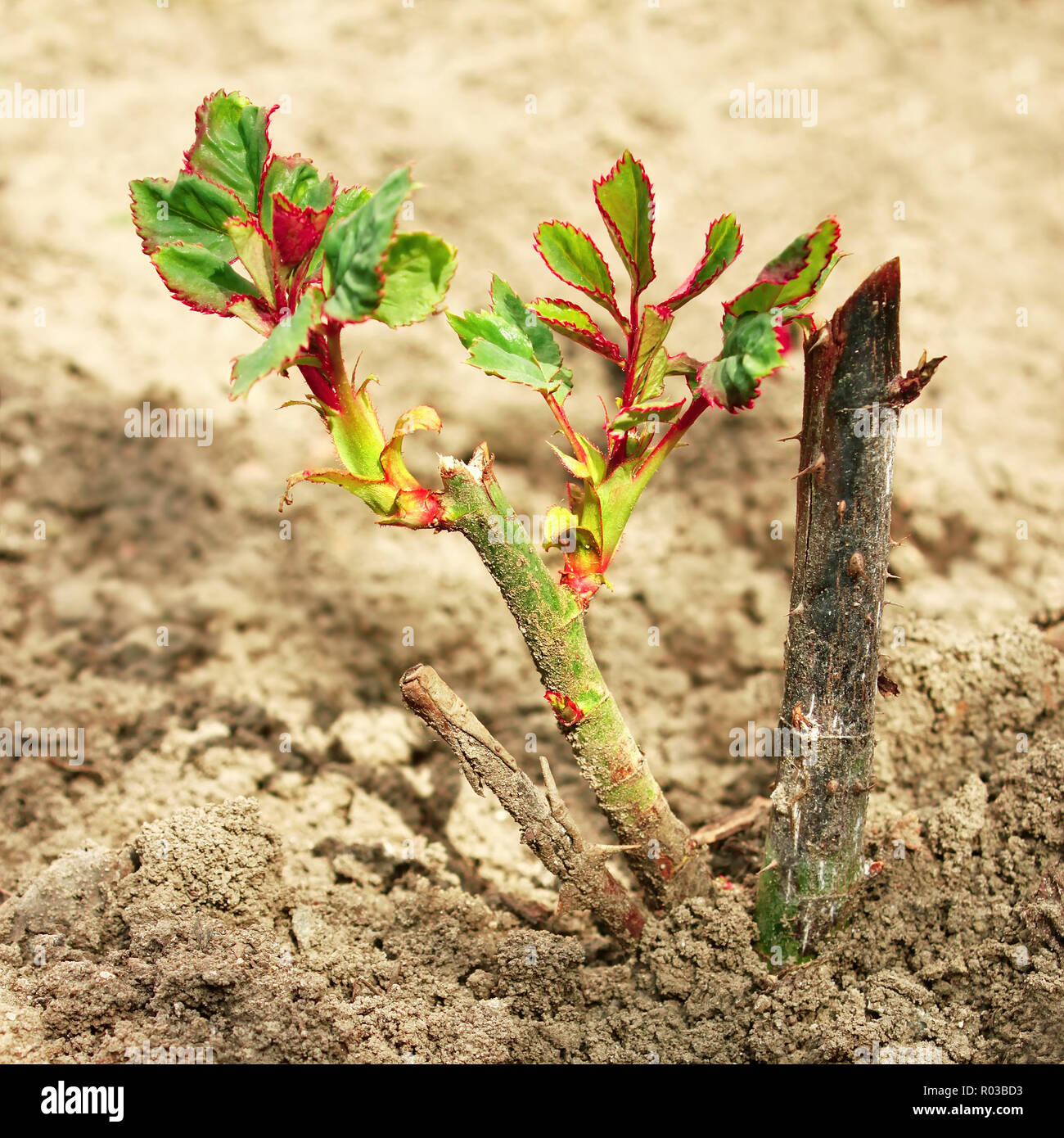 Rose bushes planted hires stock photography and images Alamy