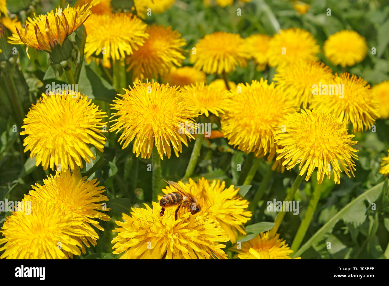 Group of dandelion flowers in sunlight close up. At one of the flowers sat bee Stock Photo