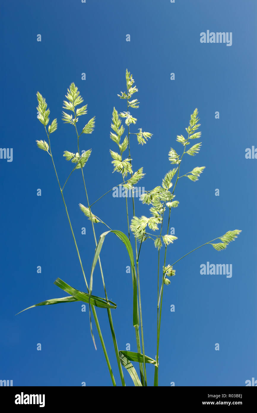 Cocksfoot grass hi-res stock photography and images - Alamy