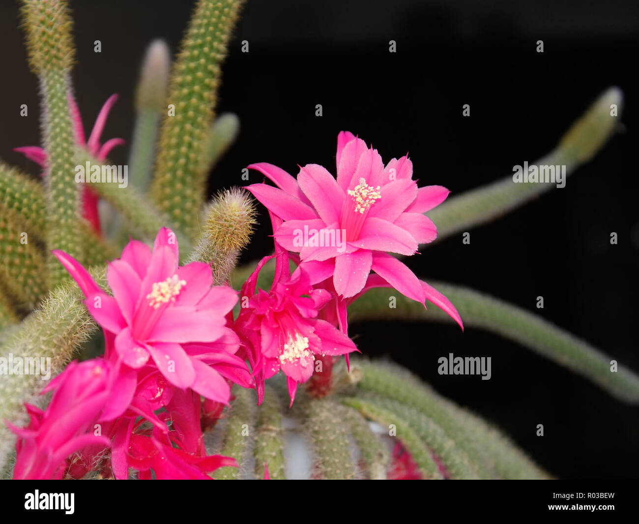 Rat Tail Cactus flowering on the dark background. Scientific Name: Disocactus flagelliformis (Latin), Family: Cactaceae Stock Photo