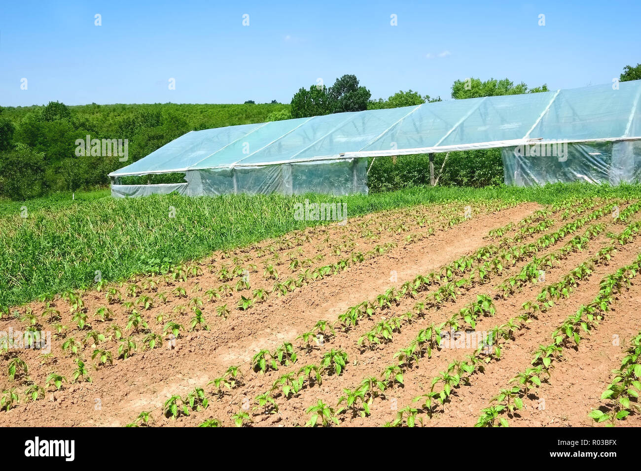 Infrastructure of rural farm. Agricultural plants are planted on a vegetable garden and in the film greenhouse Stock Photo