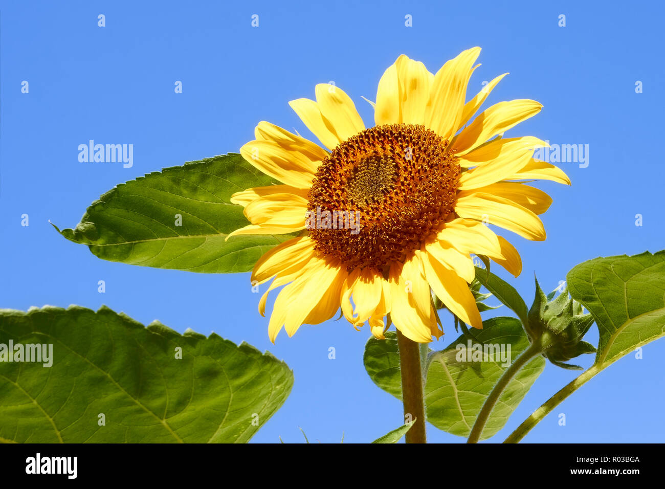 Sunflower against blue sky in fine summer day close-up Stock Photo