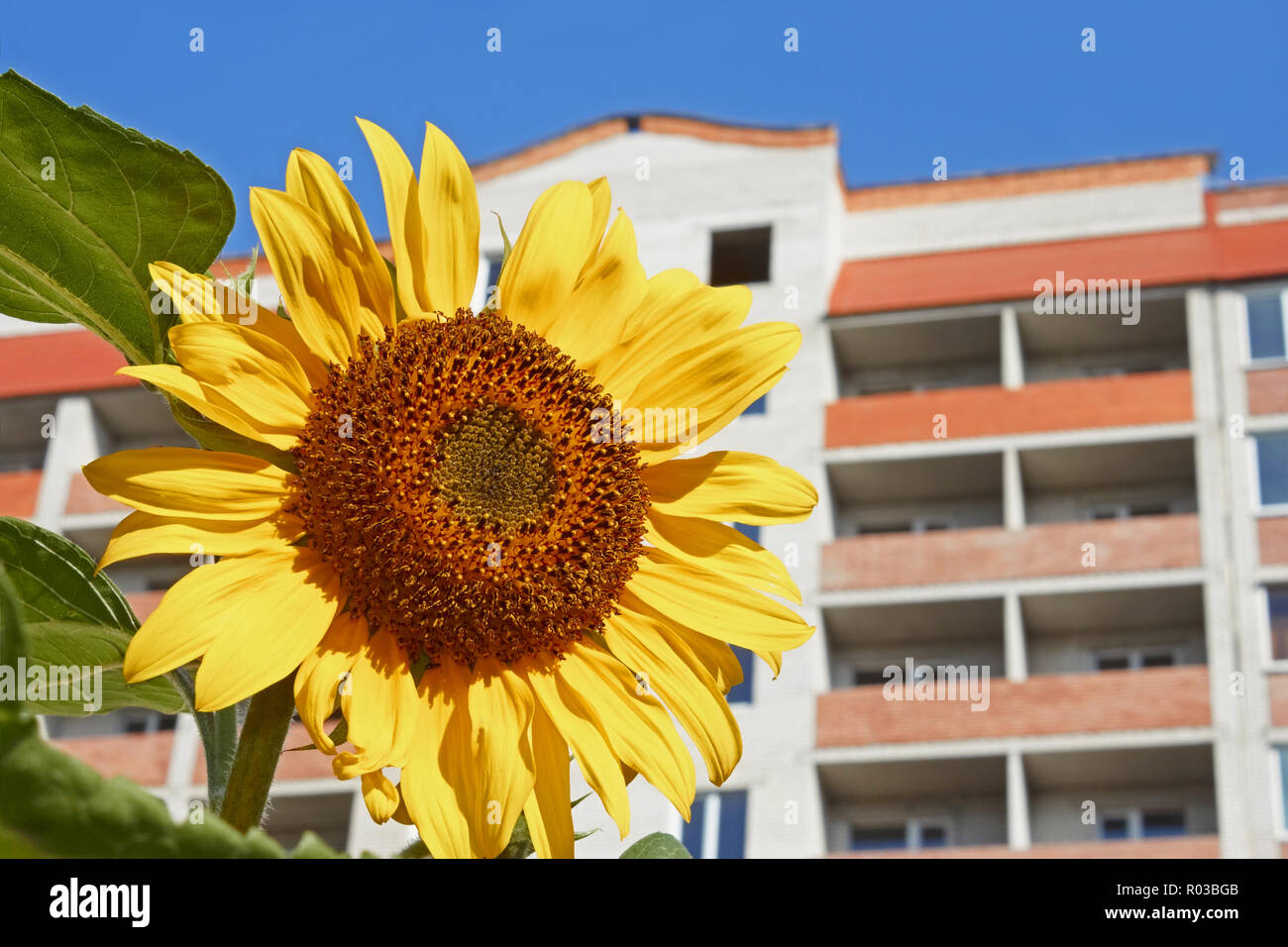 Sunflower against modern building background in fine summer day close-up Stock Photo