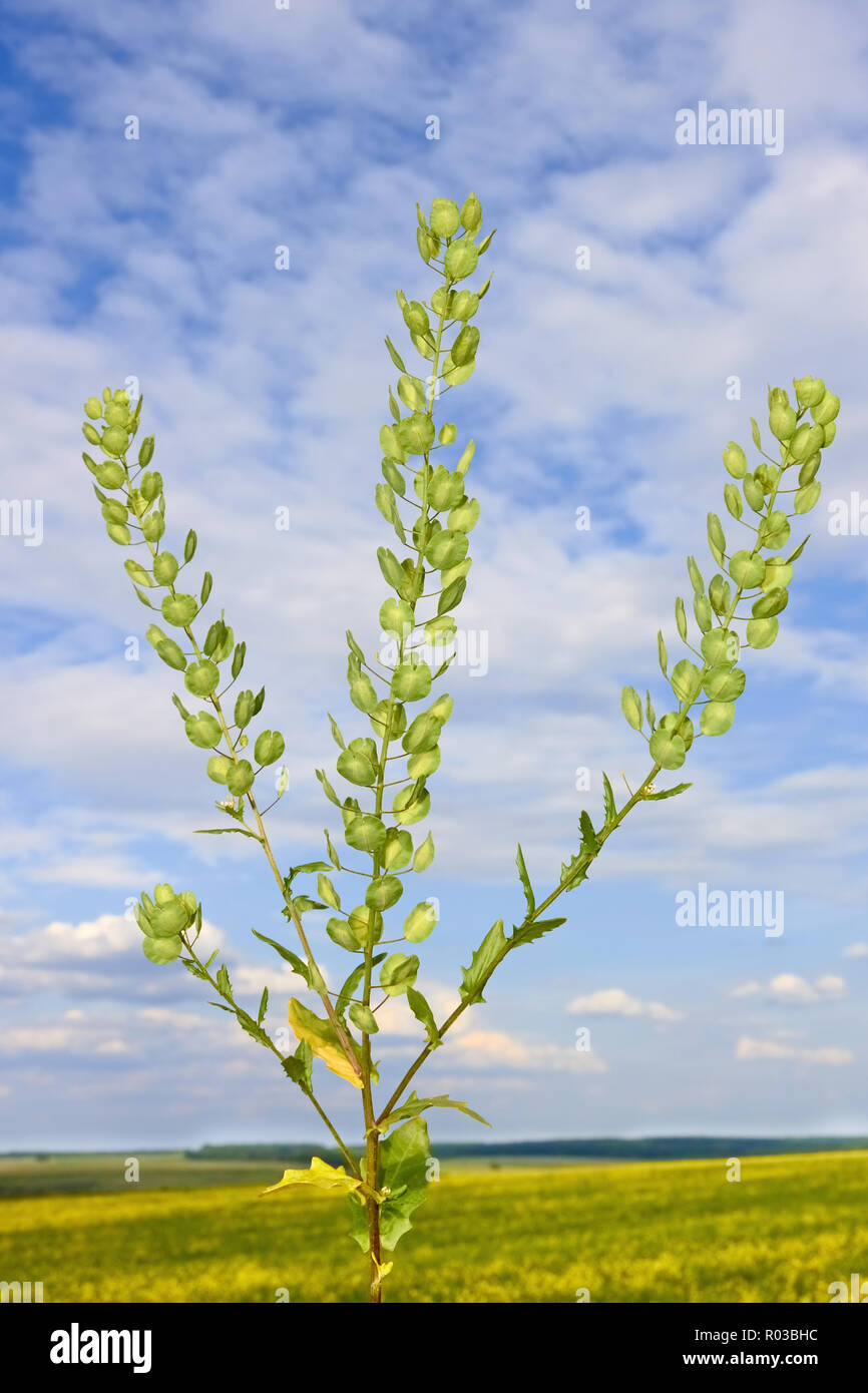 Field Pennycress plant on the background of field and sky with white clouds. Latin name: Thlaspi arvense. Mustard family – Brassicaceae. Stock Photo