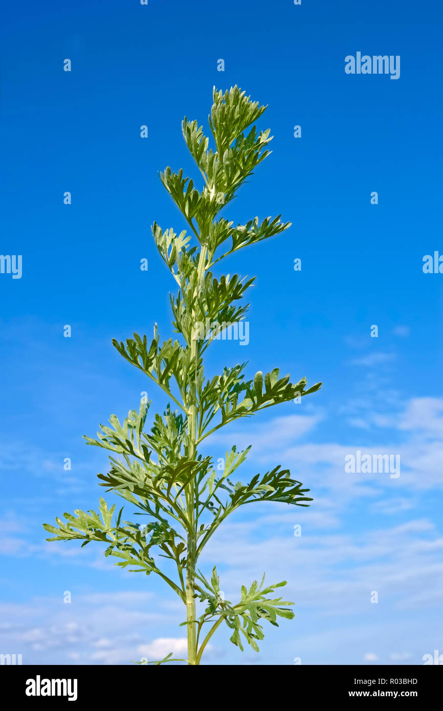 Green sagebrush hires stock photography and images Alamy