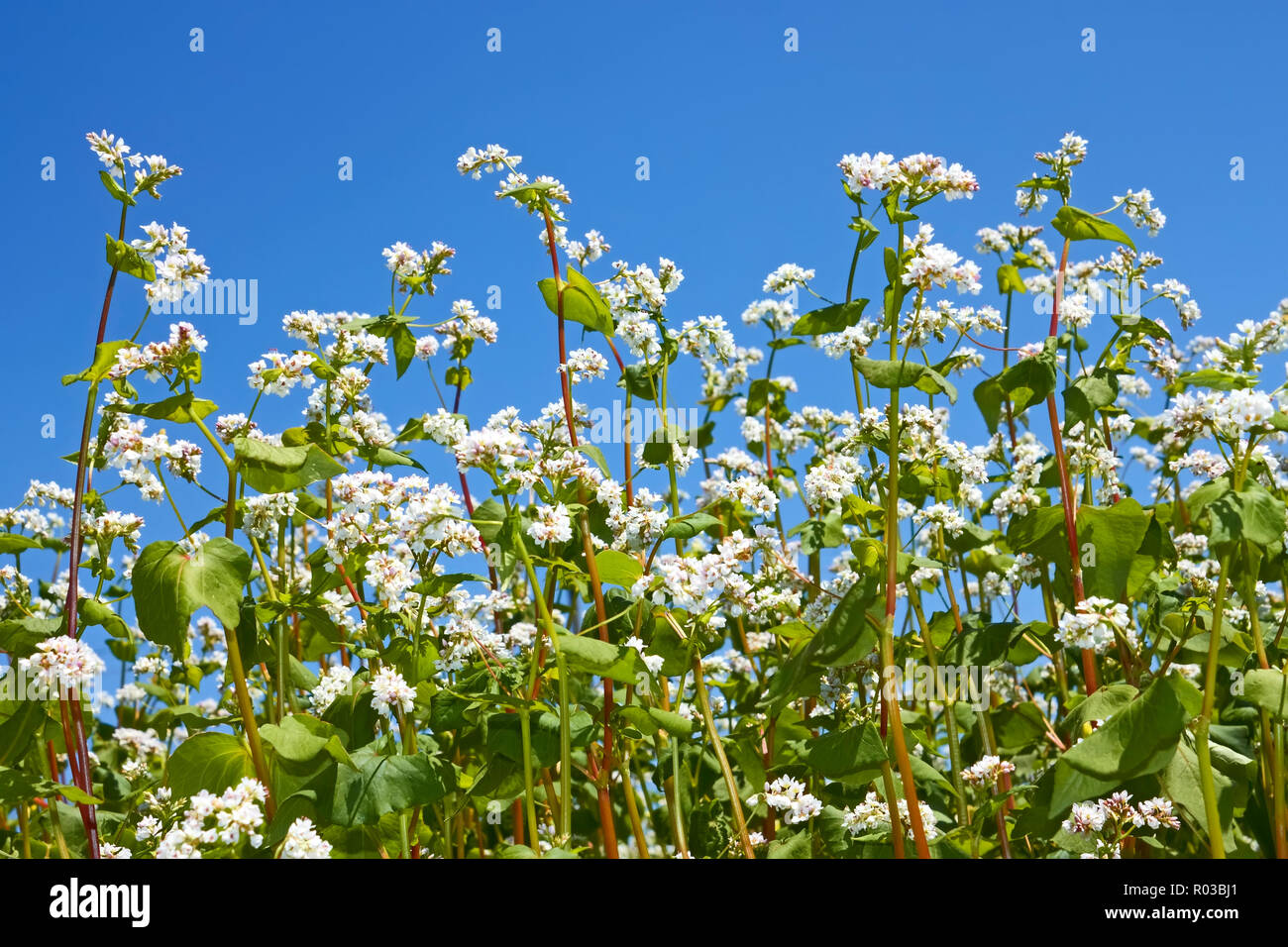 Group of flowering buckwheat plants close-up on the background of cloudless blue sky Stock Photo