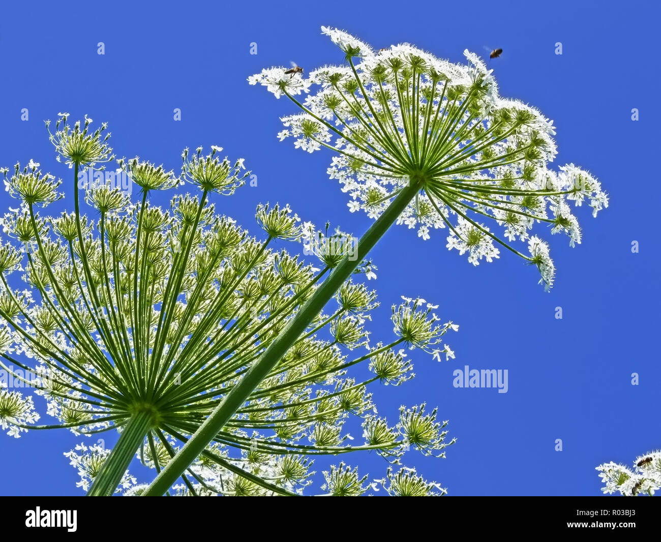 Giant inflorescences of Hogweed plant against blue sky. Latin name: heracleum sphondyl Stock Photo