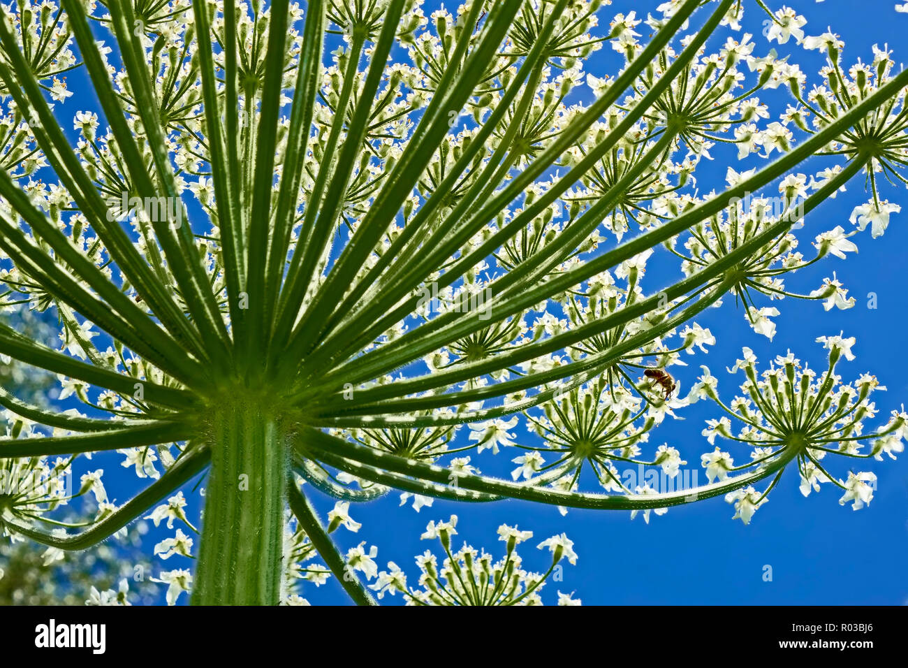 Giant inflorescence of Hogweed plant against blue sky. View from below. Latin name: heracleum sphondylium Stock Photo