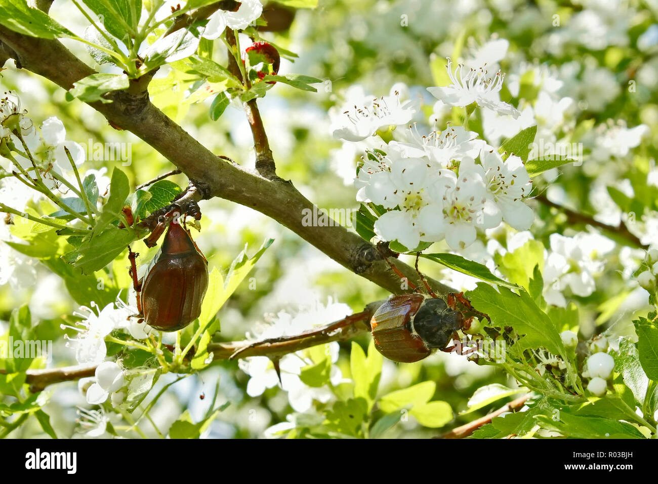European chafer beetles eating the leaves and flowers of hawthorn tree Stock Photo