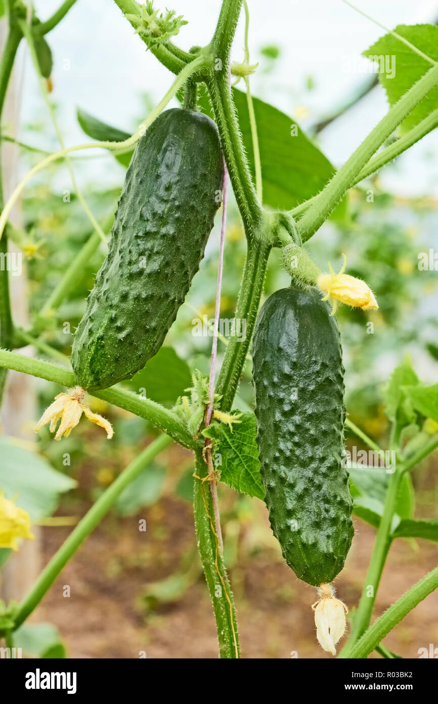 Cucumbers growing in film greenhouses. The rapid growth in summer Stock Photo Alamy